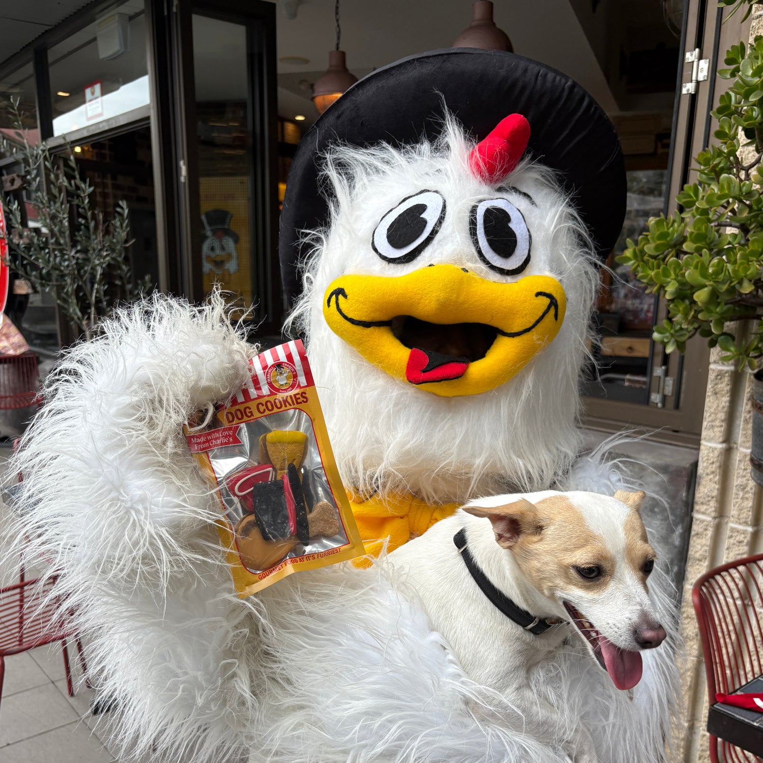 Charlie’s Dog Cookies 1 PACK